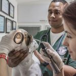 graduação em medicina veterinária