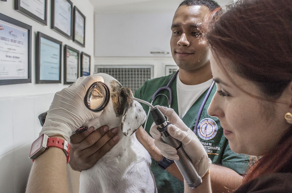 graduação em medicina veterinária